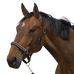 Equithème - Chevron black nylon headcollar | - Ohlala