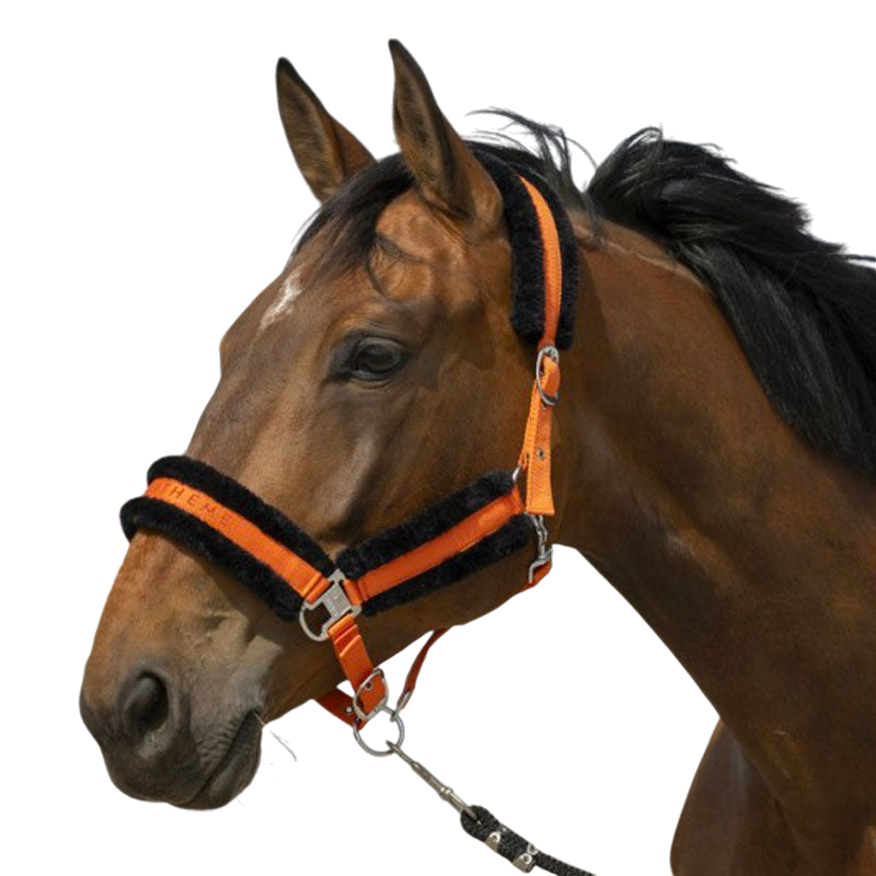 Equithème - Orange/black sheep nylon halter