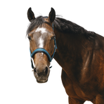 Equithème - Teal Jacquard Nylon Headcollar | - Ohlala