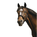 Equithème - Jacquard Nylon black headcollar | - Ohlala