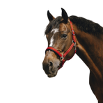 Equithème - Red Jacquard Nylon Headcollar | - Ohlala