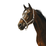 Equithème - Taupe Jacquard Nylon headcollar | - Ohlala