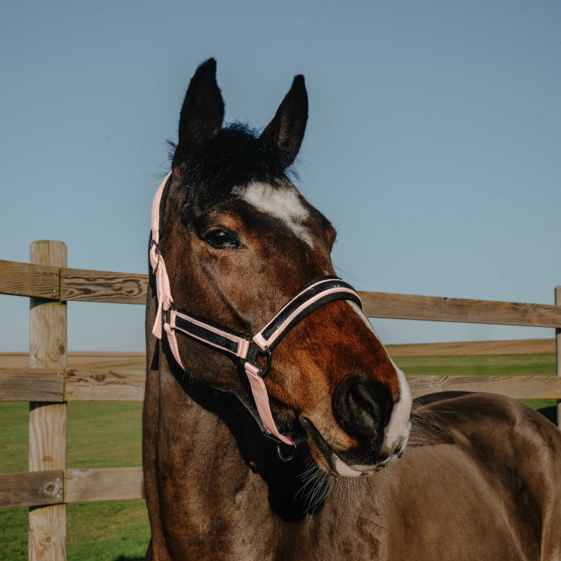 Equithème – Nylonhalfter Strass Rosa