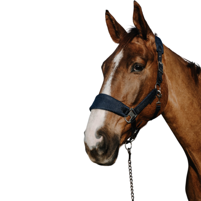 Equithème - Breeze navy headcollar