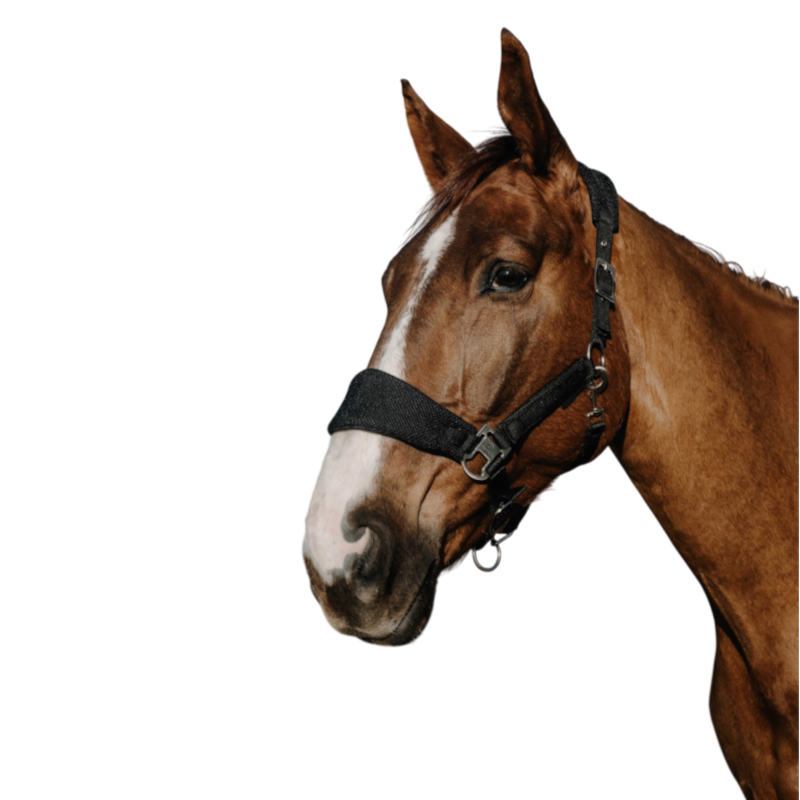 Equithème - Halster Breeze zwart