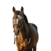 Eric Thomas - Havana Work Bridle | - Ohlala