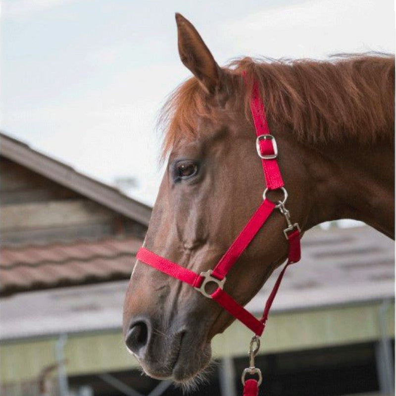 Riding World - Red Club Halter and Lead