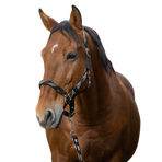 Equithème - Gevlochten halster en leilijn beige/choco/zwart | - Ohlala