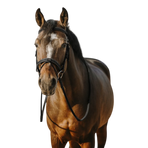 Eric Thomas - Work Bridle Black | - Ohlala