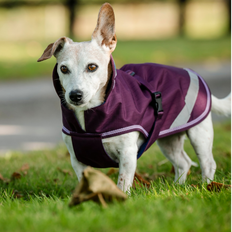 Bucas - Freedom Dog Rug Blackberry