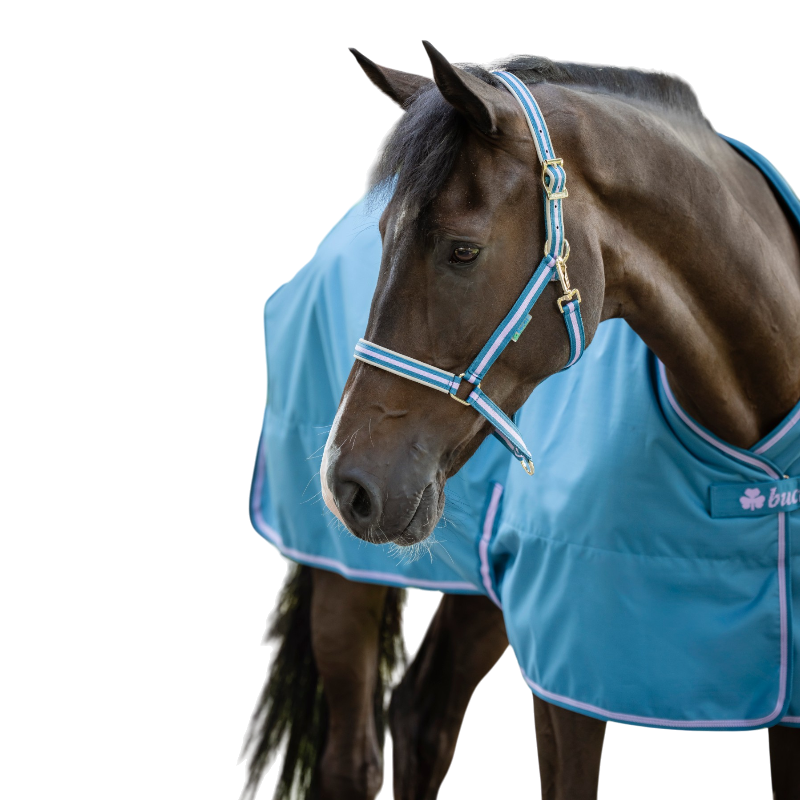 Bucas - Dublin Blueberry Headcollar