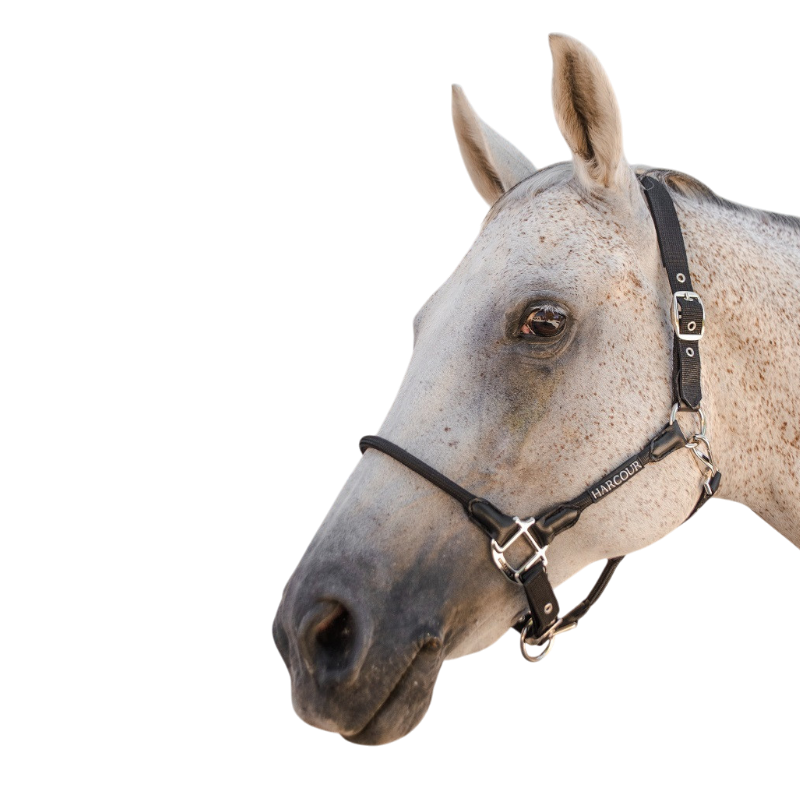 Harcour - Licol pour chevaux Honey noir | - Ohlala