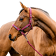 Horseware - Licol et longe Amigo mulberry | - Ohlala