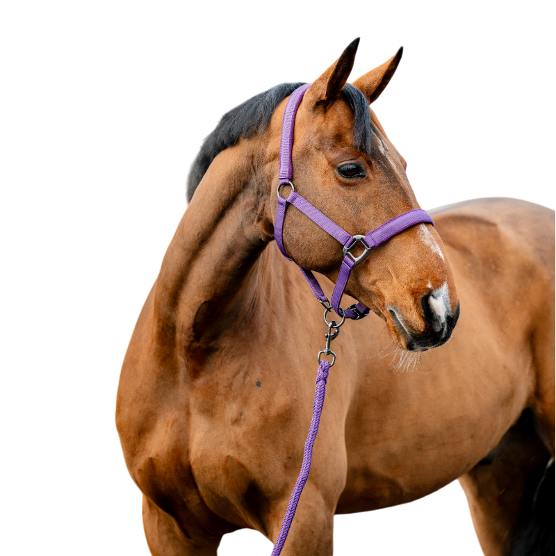 Horseware - Bridle and lead Amigo winterberry 