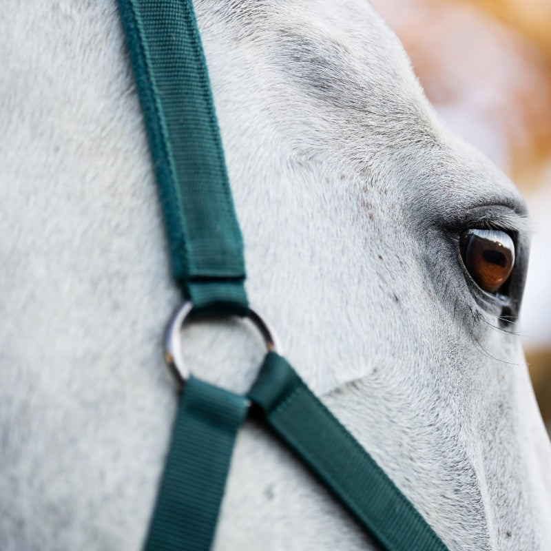 Horseware - Halster en longe dynasty green | - Ohlala