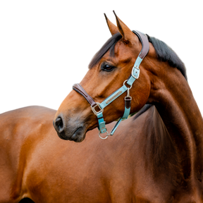 Horseware - Licol pour chevaux Signature Competition marron/ blue haze | - Ohlala