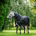 Horseware - Amigo Bravo Plus Turnout Outdoor Blanket black/ titanium grey/ silver 100g | - Ohlala