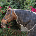 Horseware - Rhino Stable Neck Cover black/ grey/ white check/ grey 100g | - Ohlala