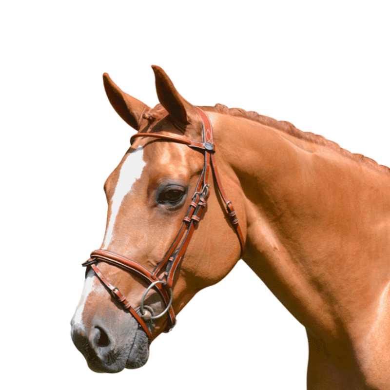 Jump'In - Week Monday bridle with reins