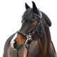 Jump'In - Bridon One Premium Hackamore havane | - Ohlala