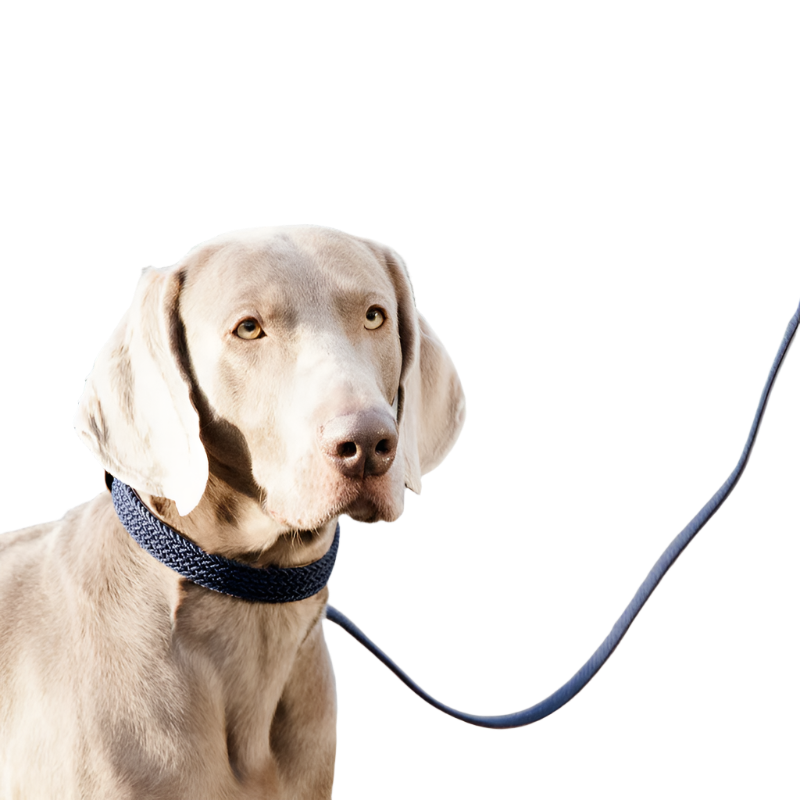 Kentucky Dogwear - Navy Dog Collars