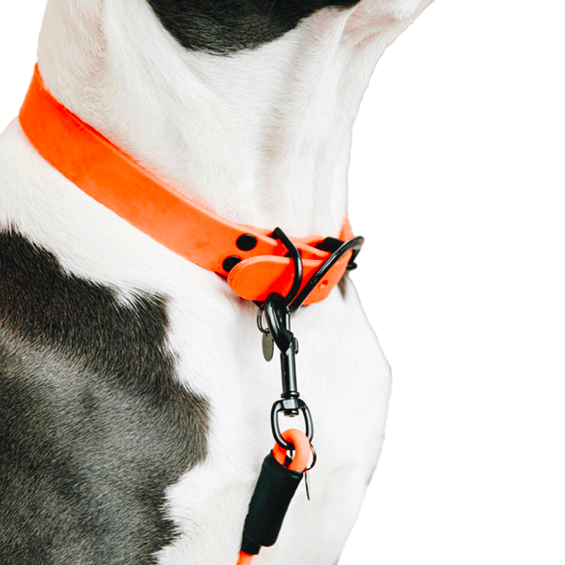 Kentucky Dogwear - Orange Soft Rubber Dog Collar