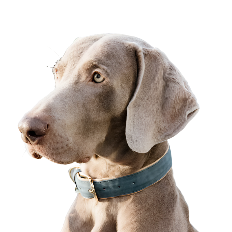 Kentucky Dogwear - Velvet Dog Collars Sky Blue