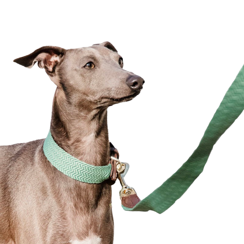 Kentucky Dogwear Olive Green Jacquard Dog Collar