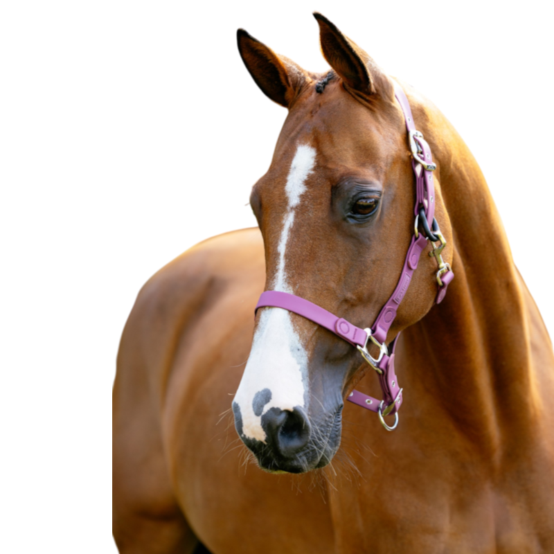 Fieldflex Halter in Blackberry - LeMieux