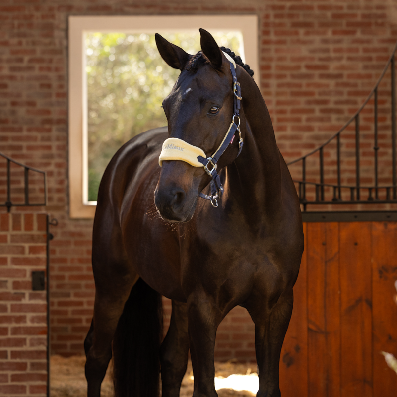 Lemieux - Vogue mimosa halter and lead rope 