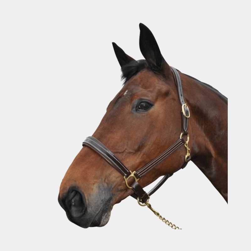 Chetak - Licol cheval Bright cuir doublé marron | - Ohlala