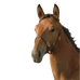 Canter - Cabezada potro cuero Marrón | - Ohlala