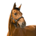 Norton - Reflective black headcollar | - Ohlala