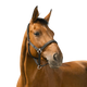 Norton - Reflective black headcollar | - Ohlala