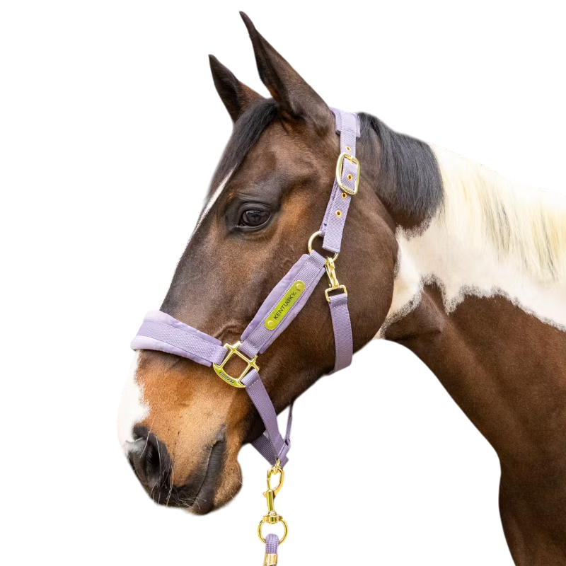 Kentucky Horsewear - Licol Velvet violet | - Ohlala