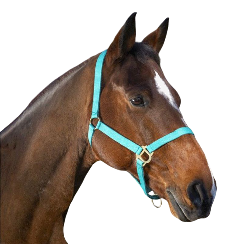 Norton - Turquoise adjustable noseband nylon halter