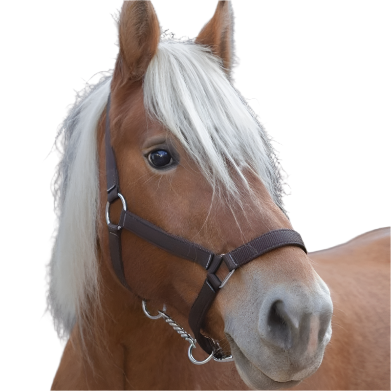 Norton - “PRO” draft horse halter brown