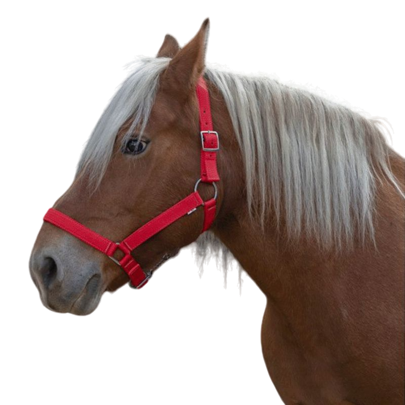 Norton - Licol cheval de trait "PRO" rouge