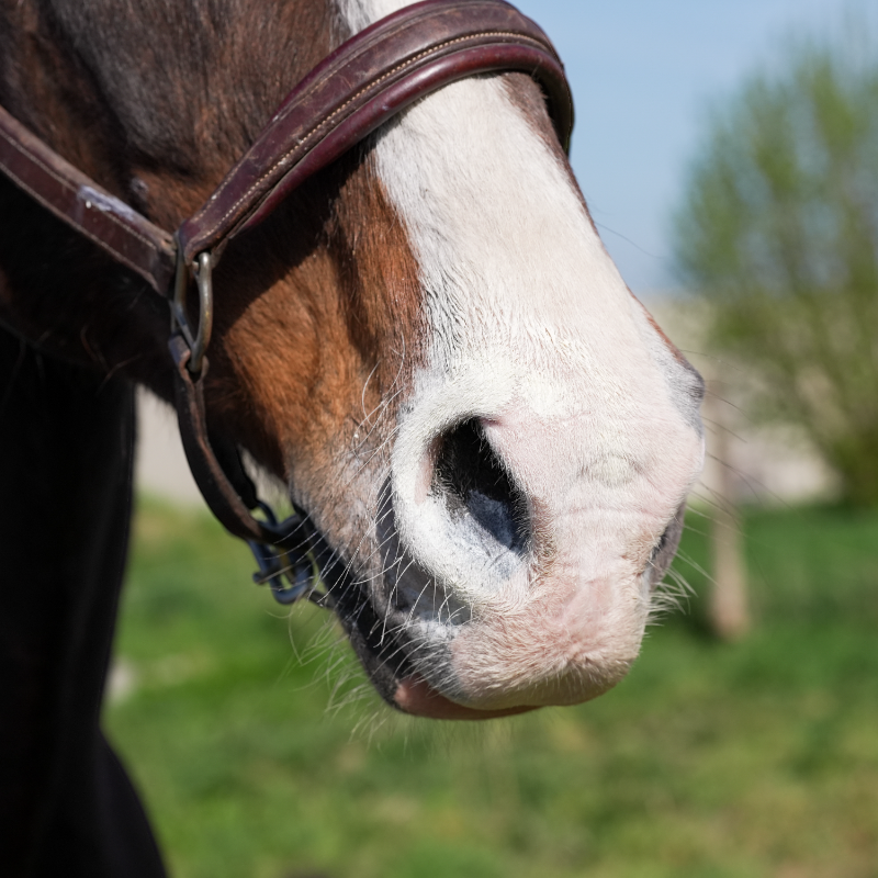 Natural' Innov - Natural'Sun sunscreen for horses 