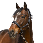 Norton - Halster 4 Lines zwart | - Ohlala