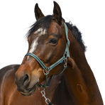 Norton - Dark green Grooming headcollar | - Ohlala
