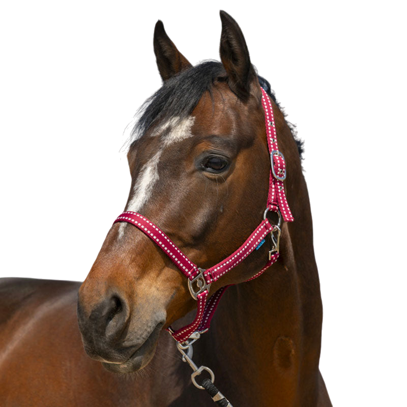 Norton - Burgundy Grooming Halter