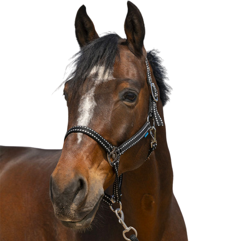 Norton - Black Grooming Halter