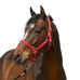 Norton - Grooming Halter red | - Ohlala