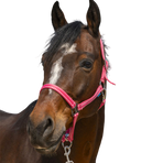 Norton - Grooming headcollar dusty pink | - Ohlala