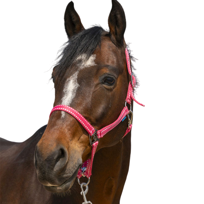 Norton - Grooming halter old pink