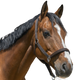 Norton - Satine chocolate headcollar | - Ohlala
