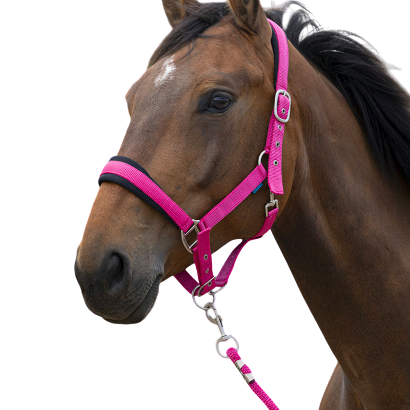 Norton - Halter and Lead Large Raspberry