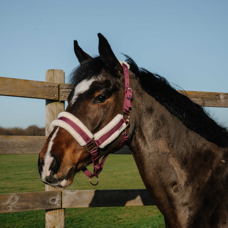 Norton - Comfy Halter Burgundy