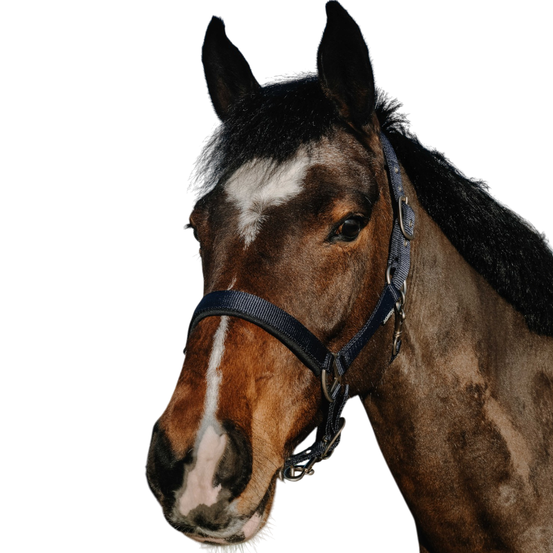 Norton - Licol Nacre marine